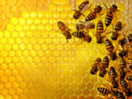 4 lecții din viața albinelor aplicate la nivelul întreprinderilor