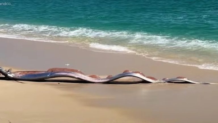 Al nostru pește panglică…