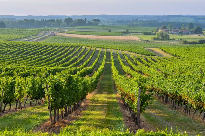 Castele și vin în regiunea Bordeaux
